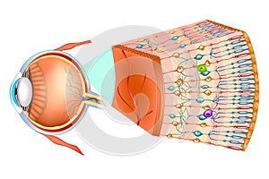 Optic part of retina. photo