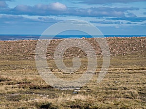 An optical illusion of a stone wall, but is actually the rock strewn top of Ronas Hill in Northmavine, Shetland, Scotland, UK