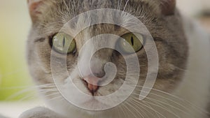 Optical zoom in into domestic cat face looking at camera outside