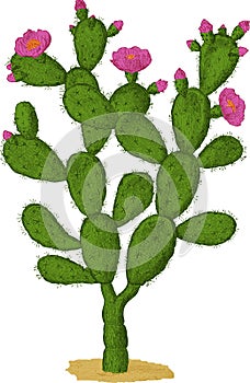 Optunia cactus. Vector