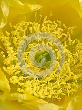 Optunia flower bloom