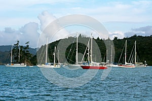 Opua marina at the Bay of Islands New Zealand