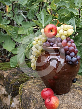 Opulence of autumn fruits in a terracotta jar
