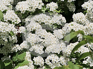 Opulence of white blossoms in a forest