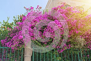 Opulent blooming pink flowers of bush Paperflower