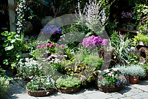 Opulent summerflowers