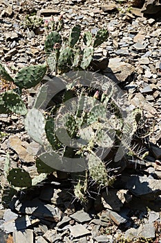 opuncia cactus texture
