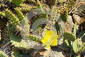 opuncia cactus texture