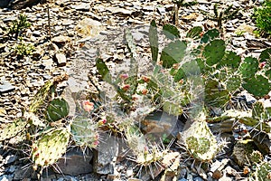 opuncia cactus texture