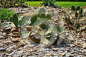 opuncia cactus texture