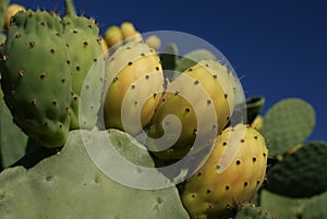 Opuntia