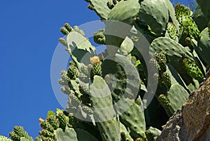 Opuntia