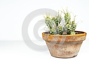 Opuntia articulata, paper spine cactus in a clay pot isolated on white background