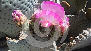 Opuntia Basilaris Cactus Blossoming in Desert in Bright Sunlight in Spring in Phoenix, Arizona.