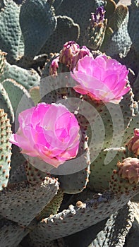 Opuntia Basilaris Cactus Blossoming in Desert in Bright Sunlight in Spring in Phoenix, Arizona.