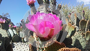 Opuntia Basilaris Cactus Blossoming in Desert in Bright Sunlight in Spring in Phoenix, Arizona.