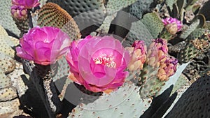 Opuntia Basilaris Cactus Blossoming in Desert in Bright Sunlight in Spring in Phoenix, Arizona. photo