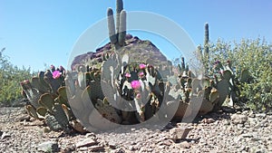 Opuntia Basilaris Cactus Blossoming in Desert in Bright Sunlight in Spring in Phoenix, Arizona.