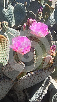 Opuntia Basilaris Cactus Blossoming in Desert in Bright Sunlight in Spring in Phoenix, Arizona.