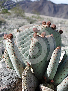 Opuntia basilaris cactus in mojave desert