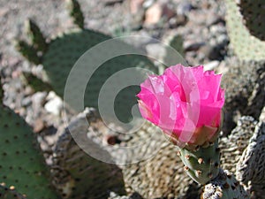 Opuntia basilaris cactus in mojave desert