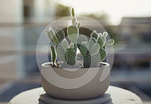 Opuntia or Bunny ears cactus in a gray ceramic pot