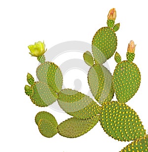 Opuntia cactus