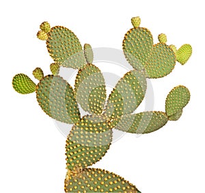 Opuntia cactus photo