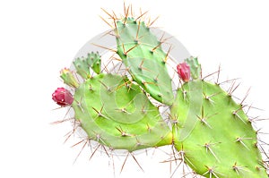 Opuntia cactus photo