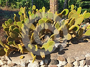 The opuntia cactus bush