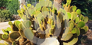 The opuntia cactus bush