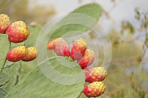 Opuntia Cactus and Cactus Fruits on the Blue Sky Background. Family Cactaceae. America, Mexico, Spain, Italy