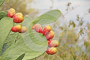 Opuntia Cactus and Cactus Fruits on the Blue Sky Background. Family Cactaceae. America, Mexico, Spain, Italy
