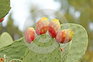 Opuntia Cactus and Cactus Fruits on the Blue Sky Background. Family Cactaceae. America, Mexico, Spain, Italy