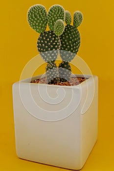 Opuntia cactus close up on yellow background