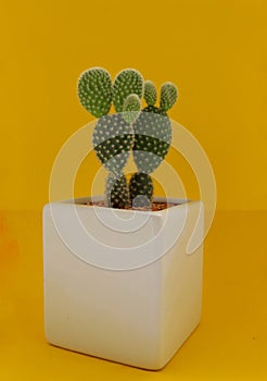 Opuntia cactus close up on yellow background