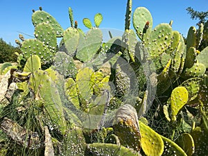 Opuntia cactus damaged by Opuntia cochineal scale photo