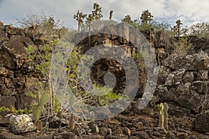 Opuntia cactus forest in Galapagos Islands