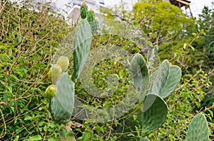 Opuntia cactus with fruits on the background of greenery in the resort