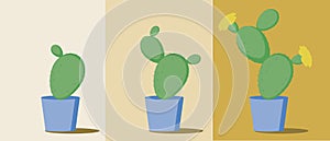 Opuntia cactus isolated, growth progress, flat vector stock illustration with steps of growing houseplant or plant