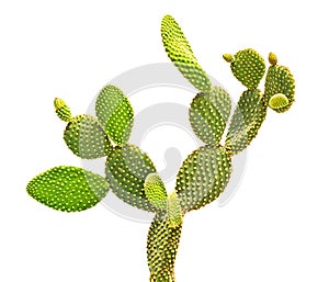 Opuntia cactus isolated on white
