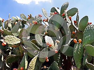 Opuntia cactus with large flat pads and red thorny edible fruits. Cactaceae. Prickly pears fruit. Sabra Fruit. Sabra cacti