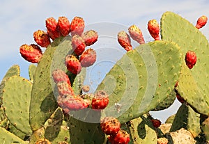 Opuntia cactus with large flat pads and red thorny edible fruits. Cactaceae. Prickly pears fruit. Sabra Fruit. Sabra cacti