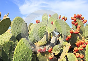 Opuntia cactus with large flat pads and red thorny edible fruits. Cactaceae. Prickly pears fruit. Sabra Fruit. Sabra cacti