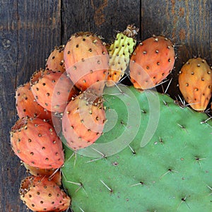 Prickly and delicious. Opuntia cactus with large flat pads and red thorny edible fruits. Cactaceae. Prickly pears fruit