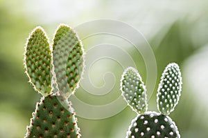Opuntia cactus on nature background