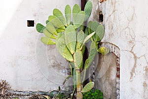 Opuntia cactus near wall of house