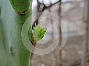 Opuntia cactus new growth in spring close up