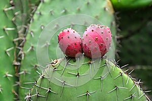 Opuntia cactus Opuntia up close with red fruits and sharp spines