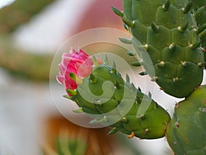 Opuntia Cactus With Red Bloom